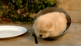 funny dog